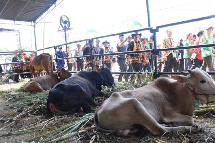 Program Khusus Sapi Indukan Wajib Hamil di Jabar Lampaui Target