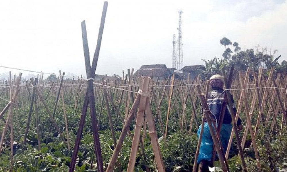 Kabupaten Bandung Sudah Bisa Ekspor Jahe