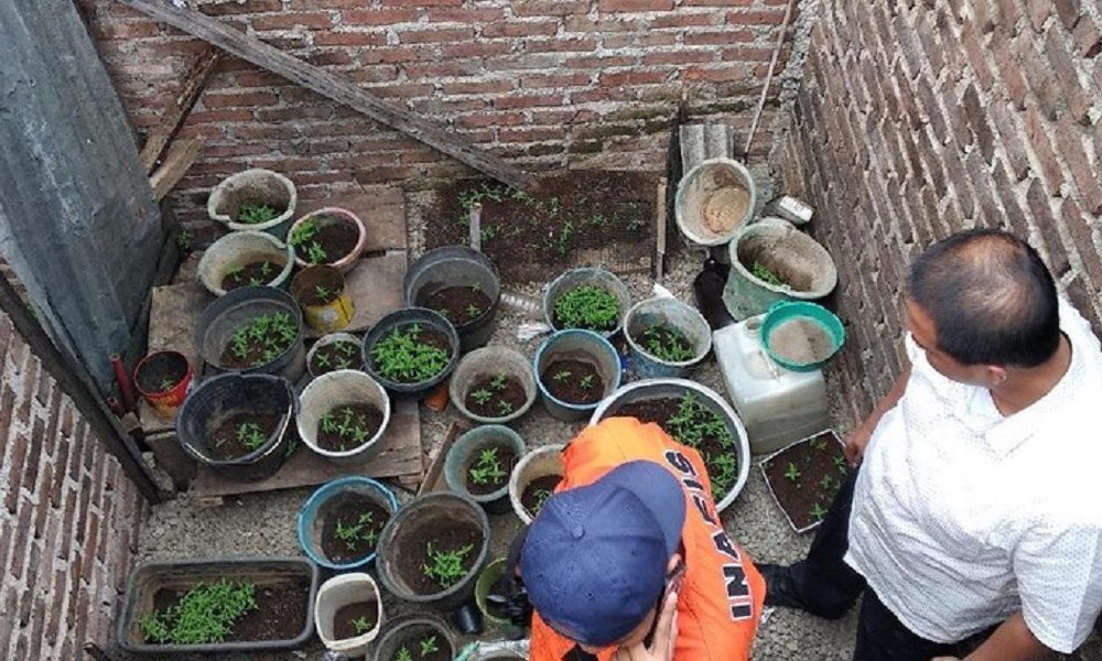 Polisi Tangkap Warga Pemilik Taman Berisi 32 Pot Ganja di Bandung
