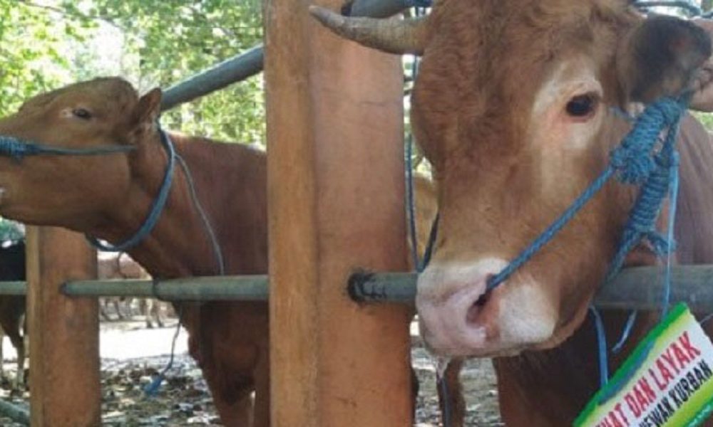 Menyambut Hari Raya Idul Adha, Pemkot Bandung Memastikan Kesehatan Hewan Kurban