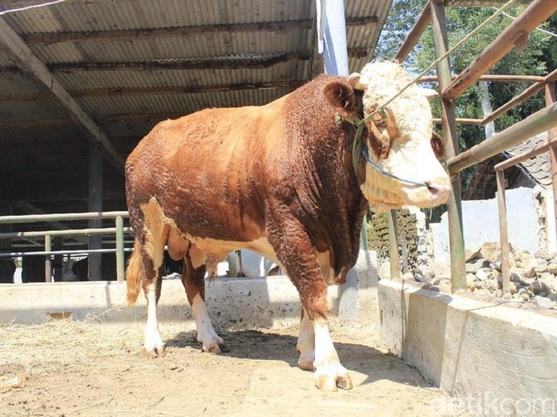 Sebanyak 662 Sapi dan Domba di Cimahi Dinyatakan Tak Layak Kurban