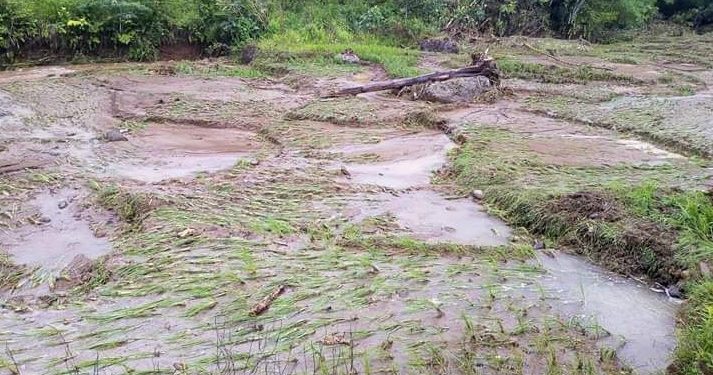 Ilustrasi sawah hanyut terbawa banjir bandang