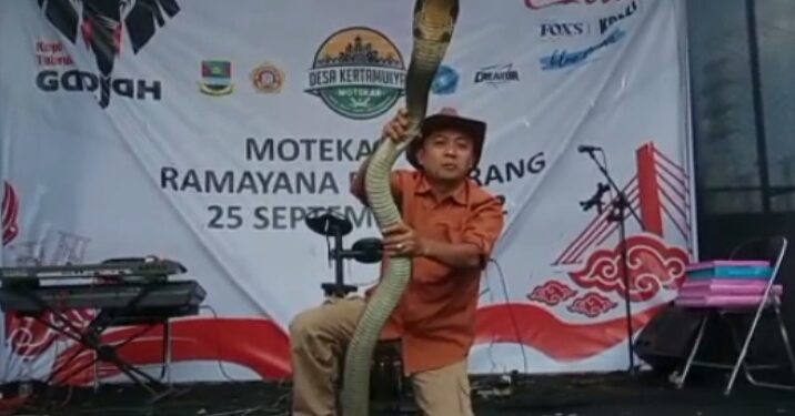 Steve Ewon saat melakukan atraksi menjinakan ular King Cobra di Desa Kerta Mulya Kecamatan Padalarang, Kabupaten Bandung Barat