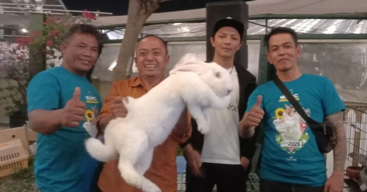 Kelinci milik Steve Ewon jadi juara katagori terberat yang digelar West Java Rabbit Convention di Paris Van Java Kota Bandung, 7 Oktober 2023