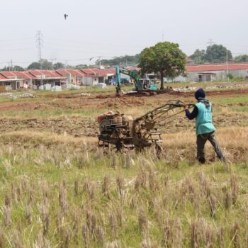 Tangkapan foto petani sedang memanen di sawah daerah Cikampek, Kabupaten Karawang.