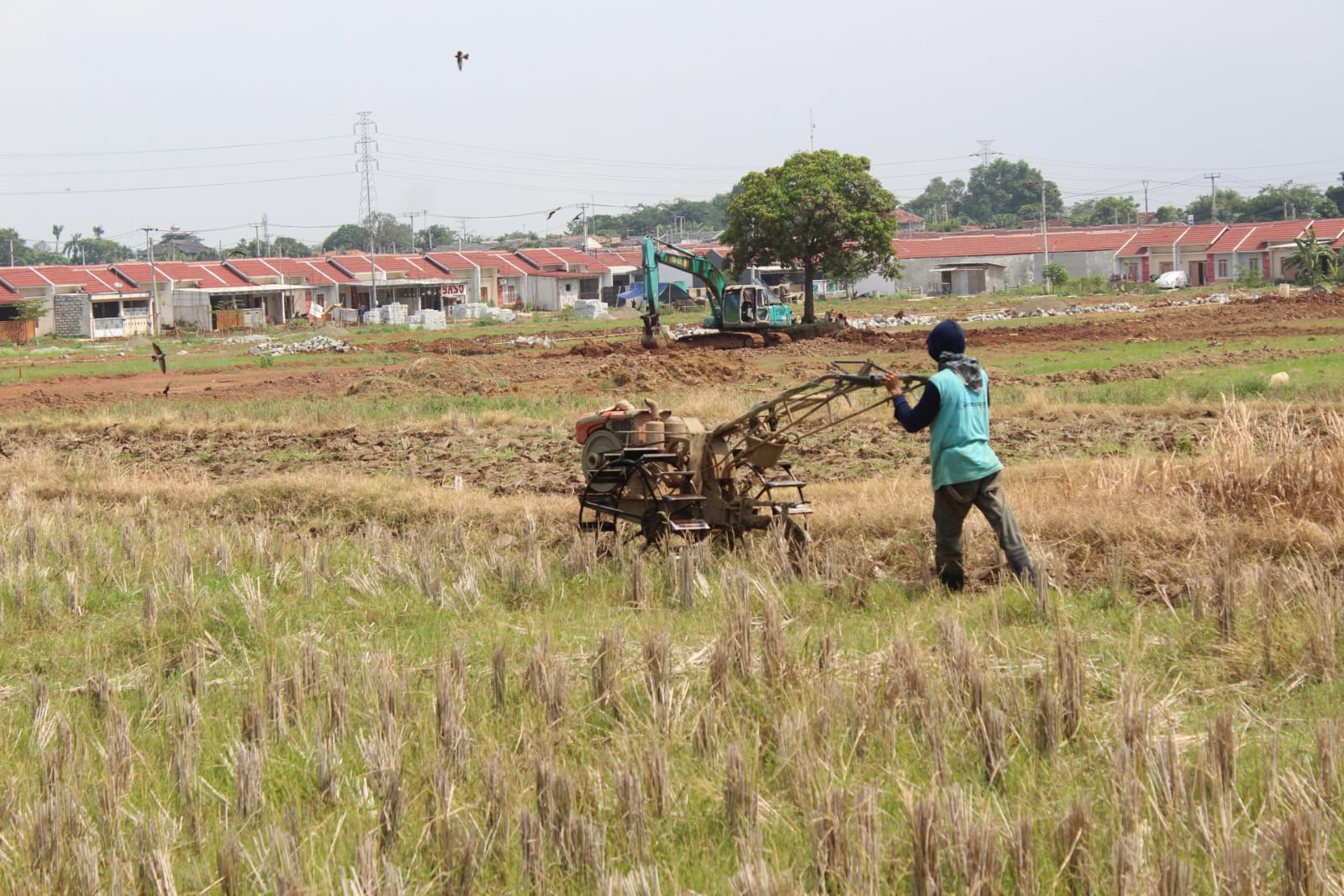 Tangkapan foto petani sedang memanen di sawah daerah Cikampek, Kabupaten Karawang.