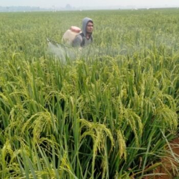 Tangkapan foto petani sedang memanen di sawah daerah Cikampek, Kabupaten Karawang.