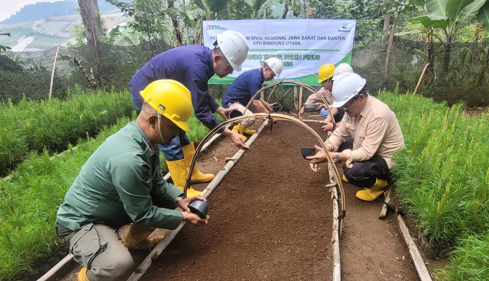 Perhutani Bandung Utara Laksanakan Tabur Benih Pinus Di Burangrang Selatan