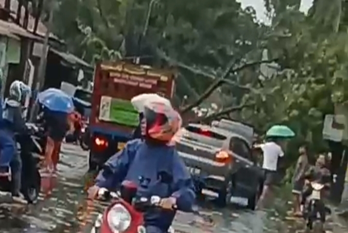 Pengendara sepeda motor melintas saat terjadi pohon tumbang di Kawasan Jalan Baros Kota Cimahi, Sabtu siang 09/11/2024.