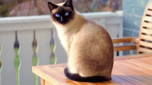 5 Ras Kucing Istimewa yang Cocok Jadi Teman Hidup 9