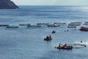 Perkuat Ketertelusuran Rantai Pasok Seafood, KOLTIVA Gabung Conservation Alliance for Seafood Solutions 3
