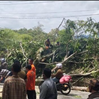 Tangkapan foto pohon tumbang