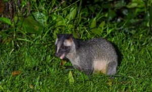 Ilustrasi musang yang diberikan kepada anak berkebutuhan khusus