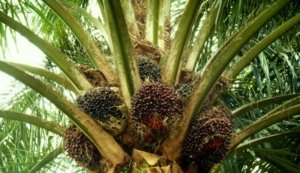 Tangkapan foto pohon kelapa sawit (Sumber: Gapki)