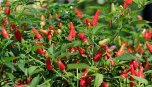 Harga Cabai Melejit 34 Persen, Sentuh Rp180 Ribu per Kilogram 3