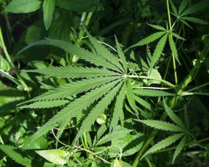 Ilustrasi kebun ganja yang ditemukan oleh Polrestabes Bandung. (sumber: Wikepedia)