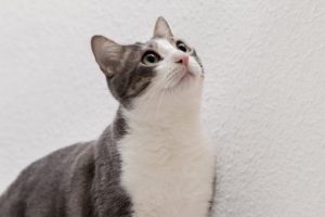 Ilustrasi Kucing ( sumber: Freepik)