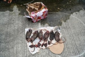 Sebanyak enam bangkai tikus tanpa kepala dilempar oleh seseorang ke area kantor redaksi Tempo di Palmerah, Jakarta, pada 22 Maret 2025. (Tempo/Martin Yogi Pardamean)