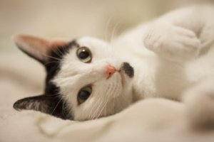 Potret kucing tuxedo (sumber: Freepik)