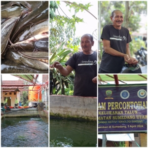 Lele Olahan: Solusi Bergizi untuk Cegah Stunting dan Makan Siang Sehat