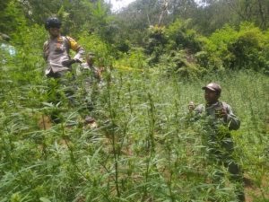 Tangkapan foto ladang ganja di Bromo. (Sumber: Dok. web KLHK)