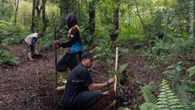 Perhutani dan LMDH Gelar Penanaman Pohon di Wisata Jayagiri