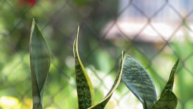 Tangkapan foto Lidah Mertua. (Sumber: Pixabay)