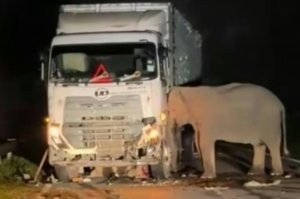 Tangkapan foto truk yang menabrak anak gajah di Malaysia. (Sumber: Istimewa)