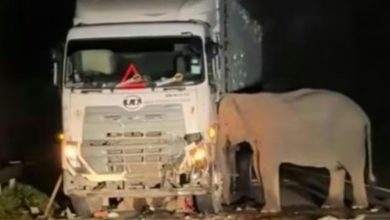 Tangkapan foto truk yang menabrak anak gajah di Malaysia. (Sumber: Istimewa)