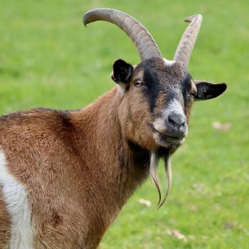 Tangkapan foto kambing. (Sumber: Pixabay)