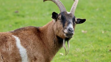 Tangkapan foto kambing. (Sumber: Pixabay)