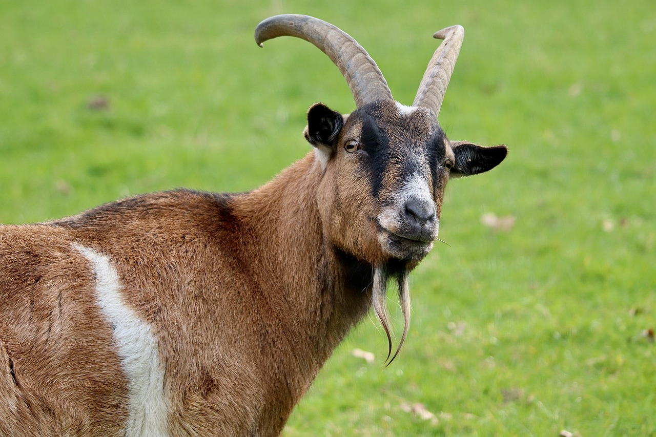 Tangkapan foto kambing. (Sumber: Pixabay)