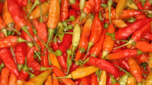 Harga Cabai Rawit Naik Tajam, Tertinggi Tembus Rp200 Ribu per Kilogram 5