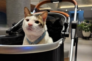 Viral Kucing Presiden Dikawal Polisi, Istana Tegaskan Itu Bagian dari Pengamanan Aset Negara 3