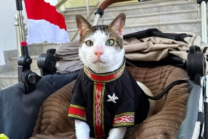 Kucing Presiden Prabowo Kenakan Tenun Tanimbar saat Peringatan HUT ke-80 RI 9