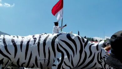 Steve Ewon saat menunggangi Harimau Putih Raksasa.