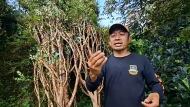 Kepala Desa Kertawangi, Steve Ewon saat menikmati buah Anggur Brazil.