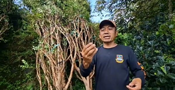 Kepala Desa Kertawangi, Steve Ewon saat menikmati buah Anggur Brazil.