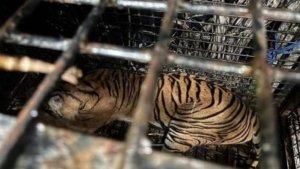 Harimau Sumatera yang Resahkan Warga Lampung Barat Berhasil Diamankan Petugas 7