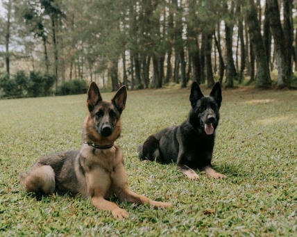 Sevenshield is a Rio de Janeiro dan
Heidy von Sumico