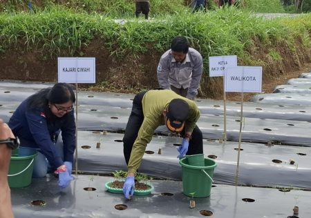 Ngatiyana didampingi Muspida Kota Cimahi buka Kick Off Gerakan Tanam Pangan Cabai di Kelurahan Cipageran. 