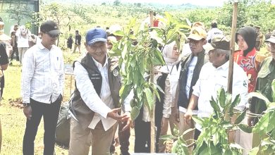 Wamenhut Rohmat Marzuki saat menanam pohon di Desa Kebon Cau, Kecamatan Ujungjaya, Kabupaten Sumedang, Selasa 25/11/2025.