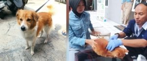 Lurah Karangmekar Apresiasi Program Vaksinasi Rabies Hewan Peliharaan di Tiap RW 2