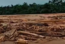 Kayu-kayu gelondongan yang terbawa arus banjir bukti deforestasi terjadi besar-besaran di Kawasan Hulu.