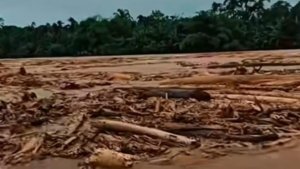Kayu-kayu gelondongan yang terbawa arus banjir bukti deforestasi terjadi besar-besaran di Kawasan Hulu.