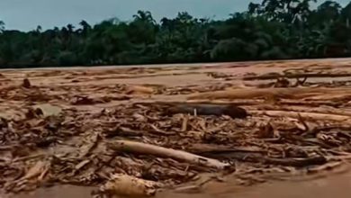 Kayu-kayu gelondongan yang terbawa arus banjir bukti deforestasi terjadi besar-besaran di Kawasan Hulu.
