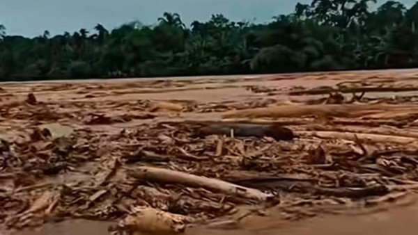 Kayu-kayu gelondongan yang terbawa arus banjir bukti deforestasi terjadi besar-besaran di Kawasan Hulu.