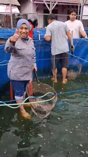 Panen Ikan di Cirebon pada Hari Ibu, Diah Fitri Dorong Peran Perempuan dalam Ketahanan Pangan 2