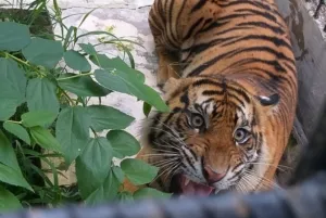 Hati-Hati! Jejak Harimau Besar Terdeteksi di Kebun Nanas Lampung