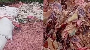 Cacahan Uang 100 Ribu Berserakan di TPS (foto: istimewa)
